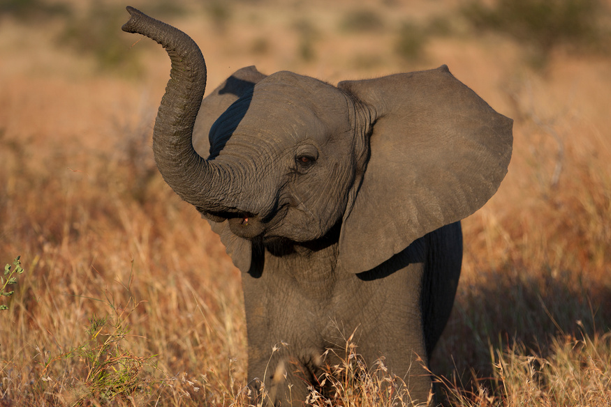 Baby elephant in Kruger